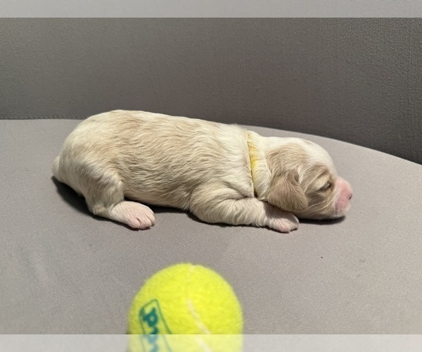 Medium Photo #5 Bernedoodle (Miniature) (+ Poodle Miniature) Puppy For Sale in BREA, CA, USA