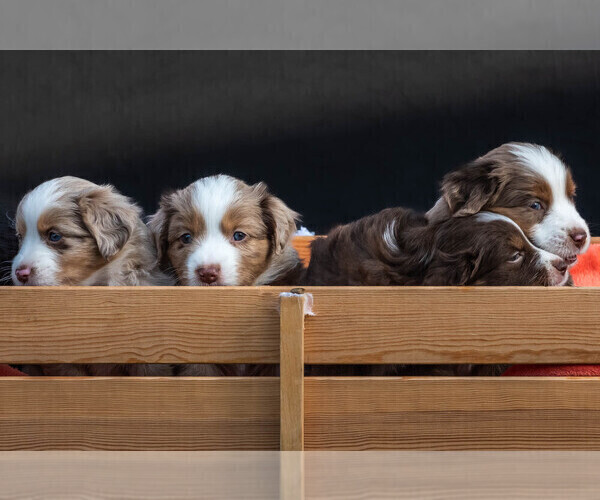 Medium Photo #6 Miniature Australian Shepherd Puppy For Sale in CONCORD, CA, USA