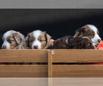 Small Photo #6 Miniature Australian Shepherd Puppy For Sale in CONCORD, CA, USA