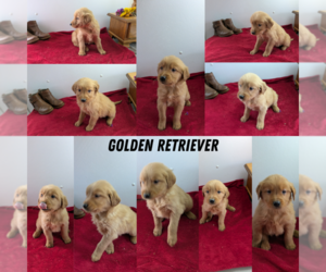 Golden Retriever Litter for sale in GOSHEN, IN, USA