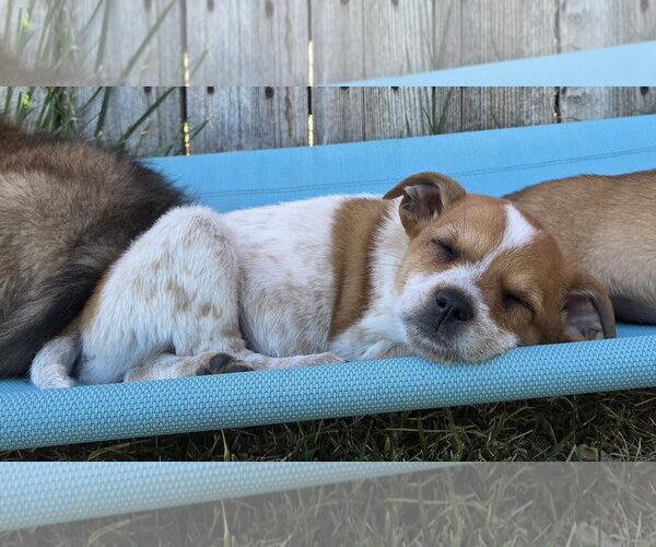 Medium Photo #13 Cairn Terrier-Unknown Mix Puppy For Sale in Sandy, UT, USA