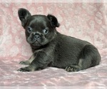 Small #1 French Bulldog