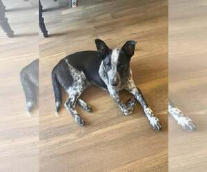 Mutt Dogs for adoption in Paso Robles, CA, USA