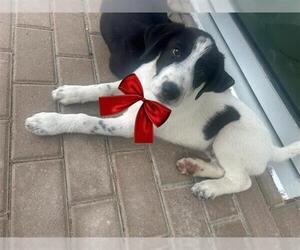 Pointer-Unknown Mix Dogs for adoption in Houston, TX, USA