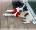 Small Pointer Mix