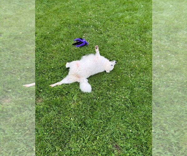 Medium Photo #18 Pomeranian-Unknown Mix Puppy For Sale in Muskegon, MI, USA