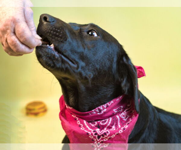 Medium Photo #2 Labrador Retriever-Unknown Mix Puppy For Sale in Holly Springs, MS, USA