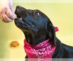 Small #1 Labrador Retriever Mix