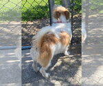 Small #2 Mutt