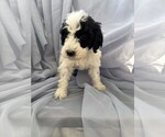 Puppy 3 Goldendoodle