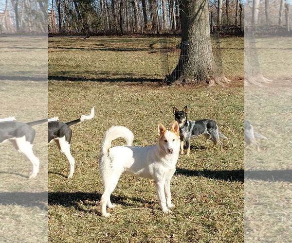Medium Photo #1 Collie-Unknown Mix Puppy For Sale in Garden City, NY, USA