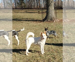 Collie-Unknown Mix Dogs for adoption in Garden City, NY, USA