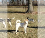 Small Collie Mix