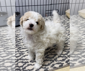 Poodle (Miniature) Puppy for sale in ADAMSVILLE, TN, USA