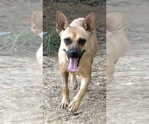 261423  Mama - Female Mutt Dog for Adoption