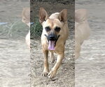 261423  Mama - Female Mutt Dog for Adoption - Small photo