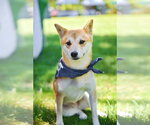 Small #2 Shiba Inu