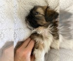 Small Photo #11 Shih Tzu Puppy For Sale in GILBERT, AZ, USA