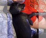 Small #5 Poodle (Miniature) Mix