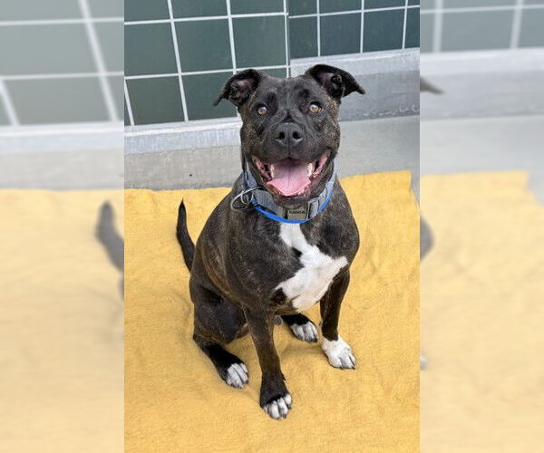 Medium Photo #2 Mutt Puppy For Sale in Rancho Cucamonga, CA, USA