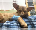 Small #1 Chihuahua