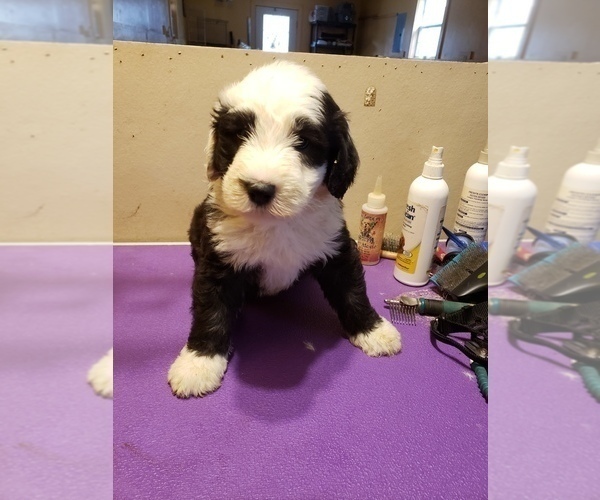 Medium Photo #1 Sheepadoodle Puppy For Sale in HAMMOND, LA, USA