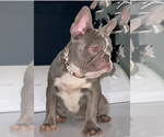 Small Photo #4 French Bulldog Puppy For Sale in COVINGTON, GA, USA