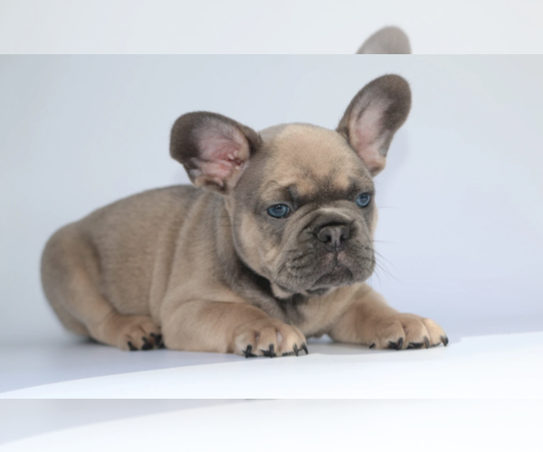Medium Photo #4 French Bulldog Puppy For Sale in ATL, GA, USA