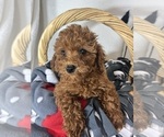 Small #1 Goldendoodle (Miniature)