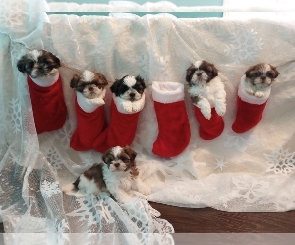 Medium Photo #1 Shih Tzu Puppy For Sale in ALLENSVILLE, KY, USA