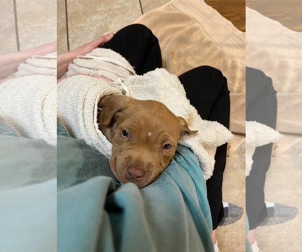 Medium Photo #4 Mutt Puppy For Sale in Derwood, MD, USA