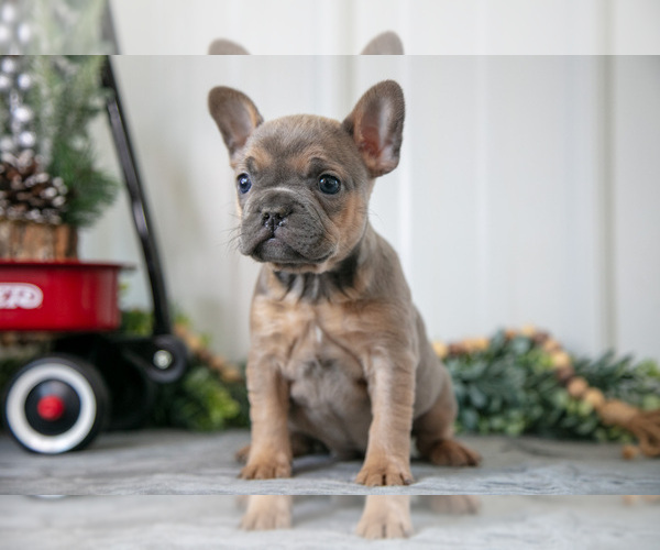 Medium Photo #2 Faux Frenchbo Bulldog Puppy For Sale in ADAMSVILLE, OH, USA