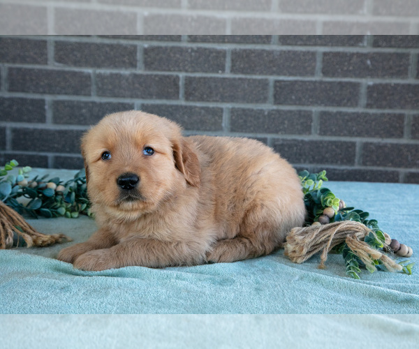 Medium Photo #2 Golden Retriever Puppy For Sale in MILLERSBURG, OH, USA