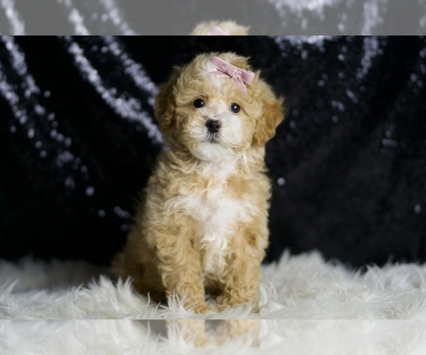 Medium Photo #3 Maltipoo Puppy For Sale in WARSAW, IN, USA