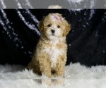 Small #2 Maltipoo