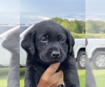 Small Photo #2 Labrador Retriever Puppy For Sale in MARION, SC, USA
