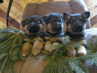Small Photo #1 German Shepherd Dog Puppy For Sale in CURTISS, WI, USA