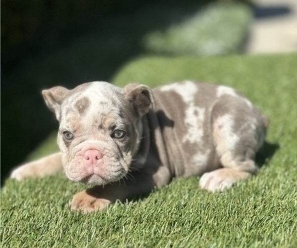 Medium Photo #4 English Bulldog Puppy For Sale in ATLANTA, GA, USA