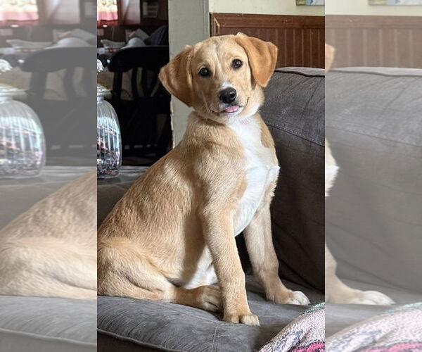 Medium Photo #1 Beagle-Vizsla Mix Puppy For Sale in Attalka, AL, USA