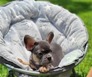 French Bulldog Dog for Adoption in CHARLESTON, South Carolina USA