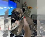 Puppy Pinto French Bulldog