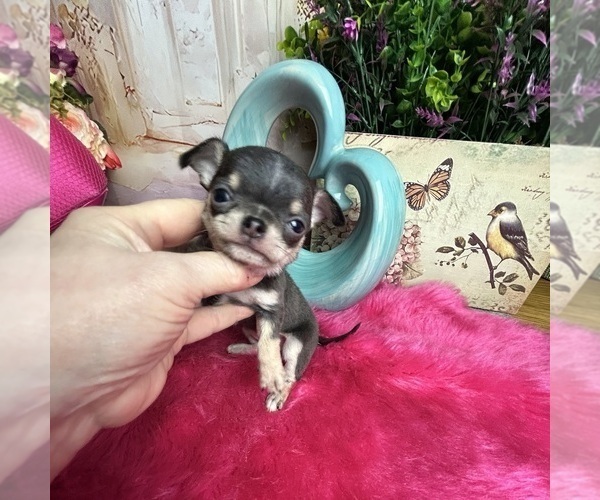 Medium Photo #2 Chihuahua Puppy For Sale in TRACY, CA, USA