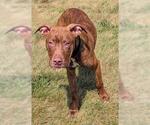 Small American Pit Bull Terrier Mix