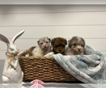 Small Photo #6 Poodle (Miniature) Puppy For Sale in CENTRALIA, IL, USA