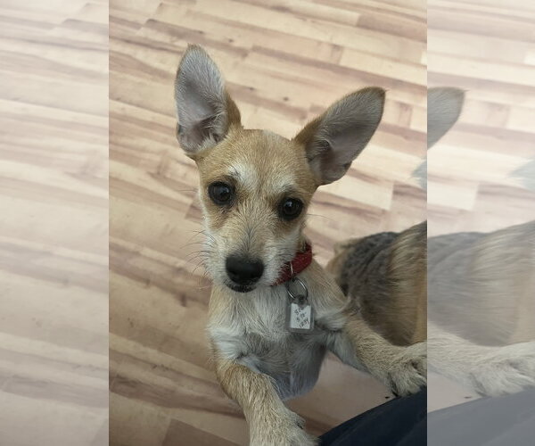 Medium Photo #1 Chihuahua-Unknown Mix Puppy For Sale in Denver , CO, USA