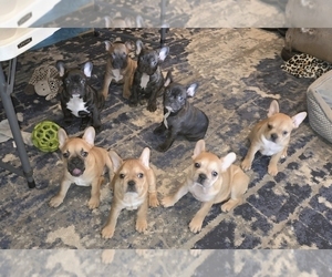 French Bulldog Litter for sale in SAN ANTONIO, TX, USA