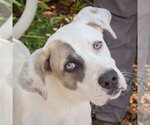 Small Labrador Retriever Mix