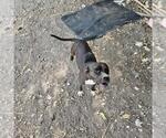A827495 - Female American Staffordshire Terrier-Unknown Mix Dog for Adoption - Small photo