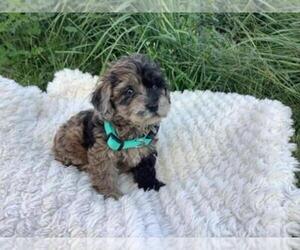 Poovanese Puppy for sale in SHILOH, OH, USA