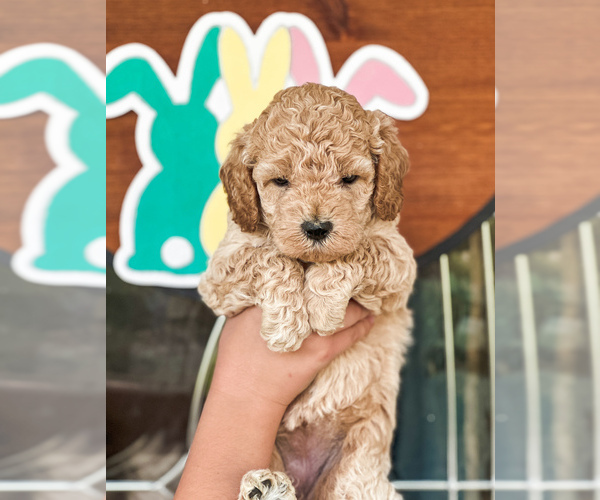 Medium Photo #2 Goldendoodle (Miniature) Puppy For Sale in MIDLOTHIAN, TX, USA